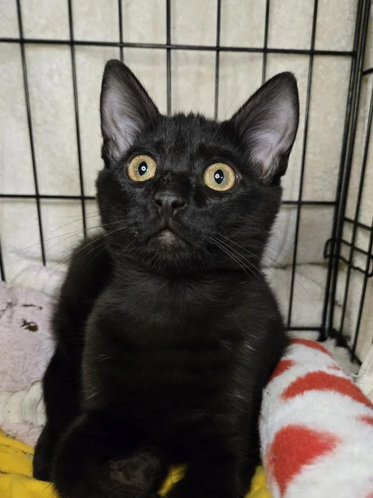 A baby medium-sized male Black Domestic Short Hair cat named Vic for adoption in Salinas, CA