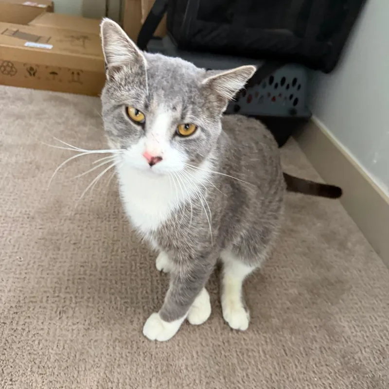 An adult small-sized male Gray / Blue / Silver Domestic Short Hair cat named Found River Ct Ne for adoption in Rochester, MN