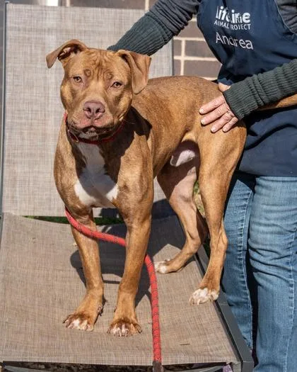 An adult large-sized male Mixed Breed dog named Bundie for adoption in Chamblee, GA