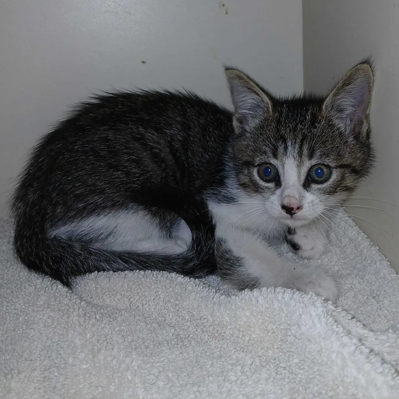 A baby small-sized male Domestic Short Hair cat named Bean for adoption in Las Vegas, NV