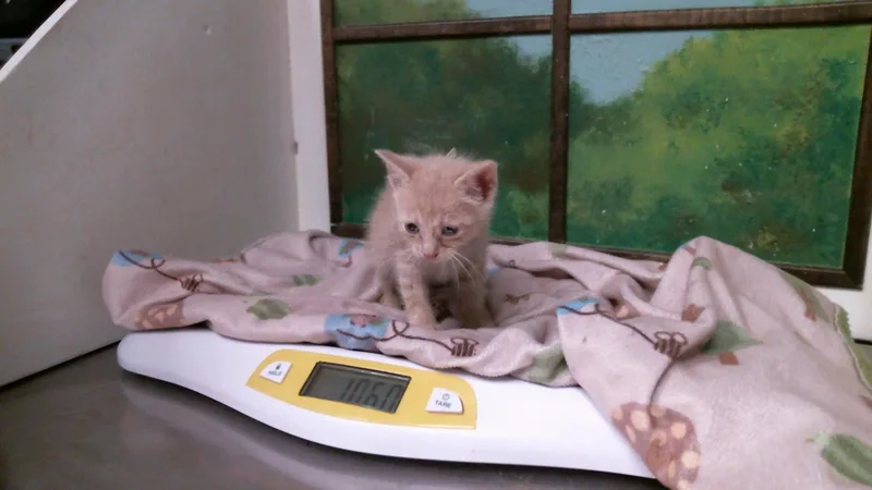 A baby small-sized male Domestic Short Hair cat named Orange for adoption in Houston, TX
