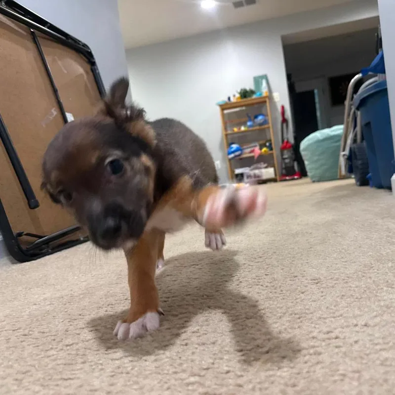 A baby medium-sized male Brown / Chocolate Mixed Breed dog named Slinky Dog for adoption in Fredericksburg, VA