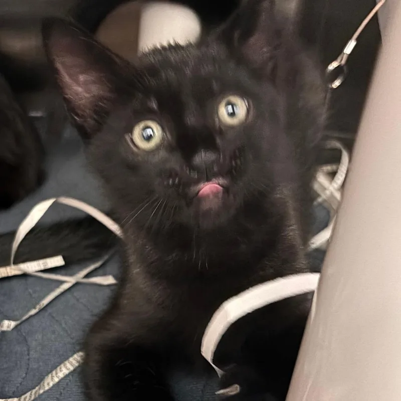 A baby small-sized male Black Domestic Short Hair cat named Fargo for adoption in Philadelphia, PA
