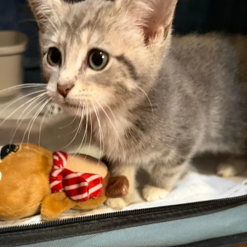 A baby small-sized female Gray / Blue / Silver Domestic Short Hair cat named Babs for adoption in Granville, OH