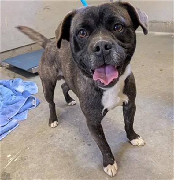 A young small-sized male French Bulldog dog named Sammie for adoption in Camarillo, CA