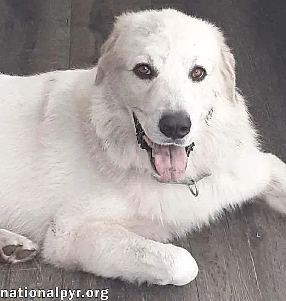 Yeti In Sc  thumbnail 2