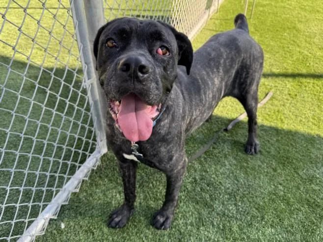 An adult extra large-sized female Mastiff dog named Momo for adoption in Los Angeles, CA