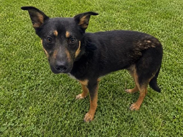 A young medium-sized male Australian Cattle Dog / Blue Heeler dog named Cubby for adoption in Castaic, CA