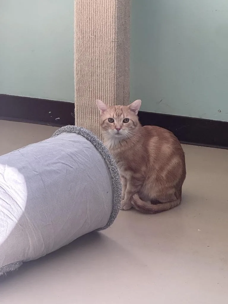 An adult medium-sized male Domestic Short Hair cat named Tuesday for adoption in Saint Paul, MN