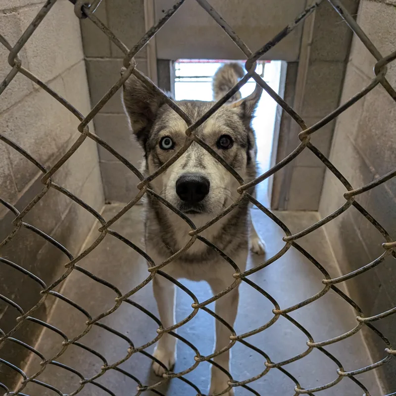 An adult medium-sized female Husky dog named Bella for adoption in Hermiston, OR