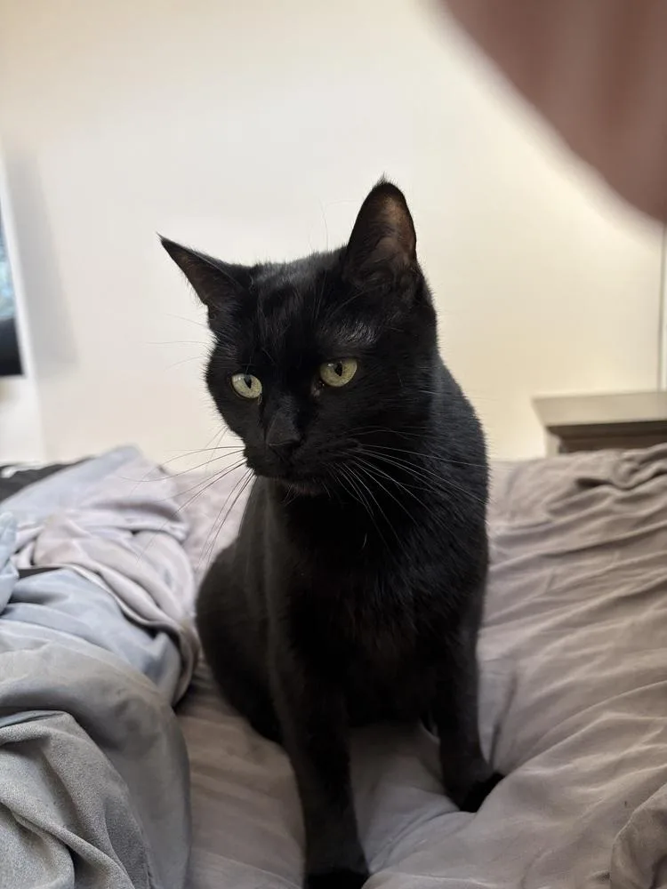 A senior medium-sized female Black Domestic Short Hair cat named Midnight for adoption in Dallas, TX