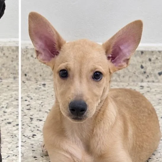 A baby small-sized female Apricot / Beige Mixed Breed dog named Zeni for adoption in Scituate, MA