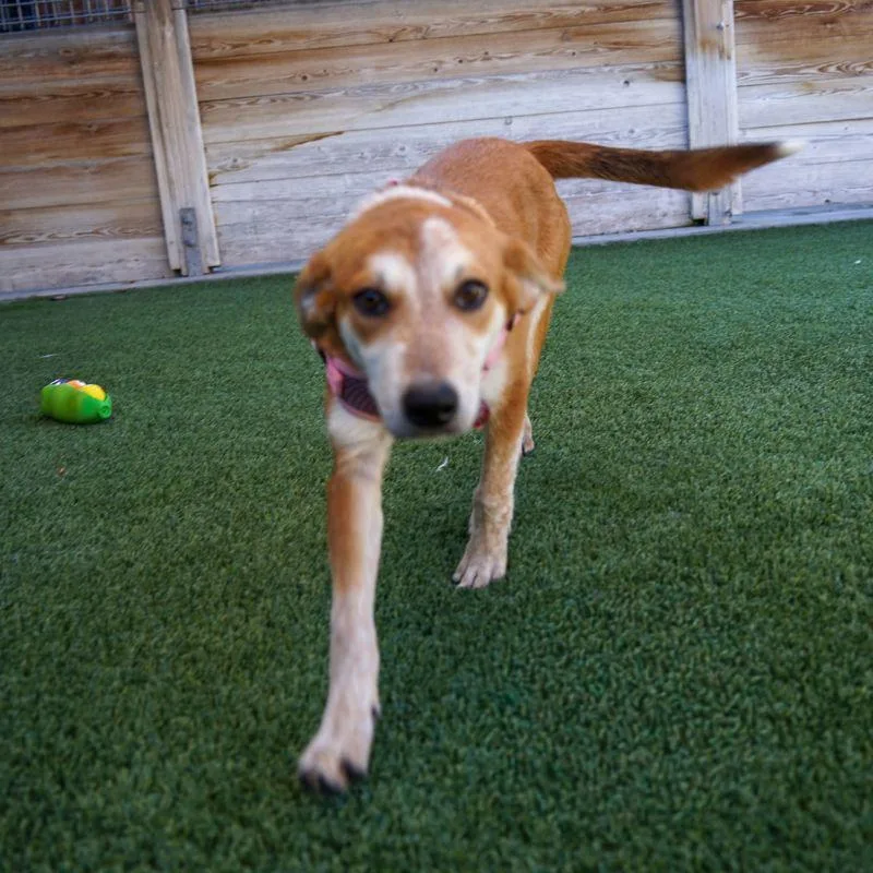 A young medium-sized female Australian Cattle Dog / Blue Heeler dog named Candy Corn for adoption in Jackson, WY
