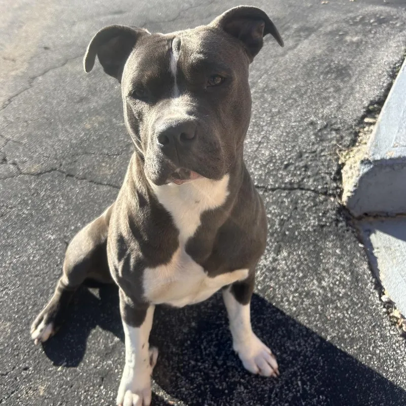 An adult medium-sized female Gray / Blue / Silver Pit Bull Terrier dog named Pretty Girl for adoption in Yanceyville, NC