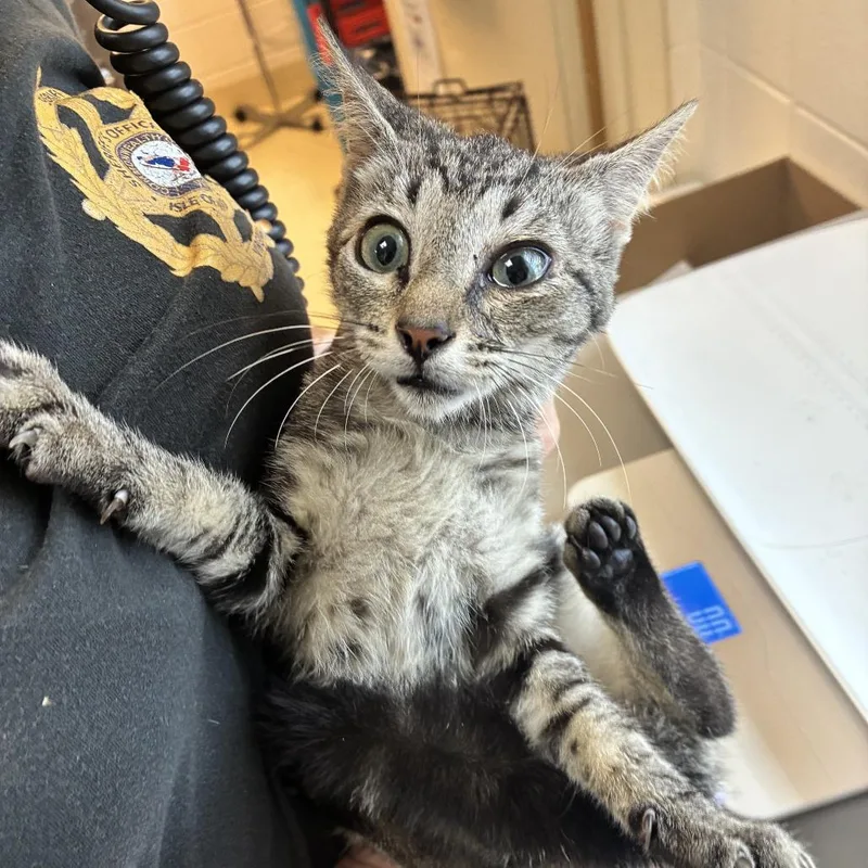 A baby small-sized female Domestic Short Hair cat named Dolly for adoption in Windsor, VA