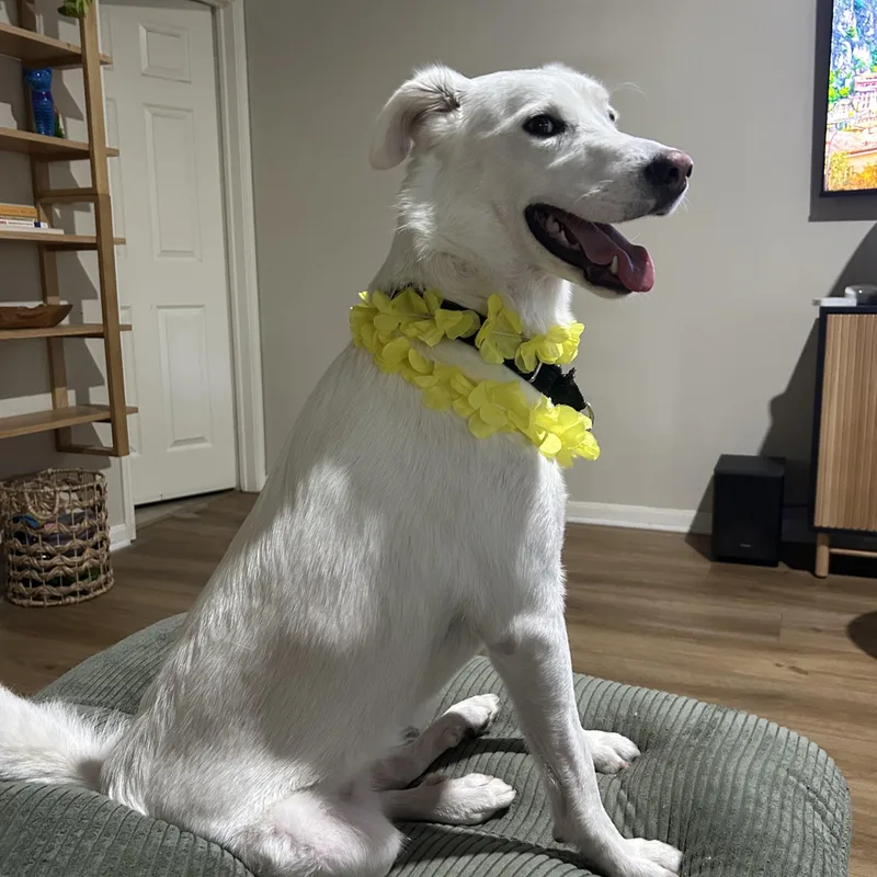 Daisy Dingo thumbnail 3