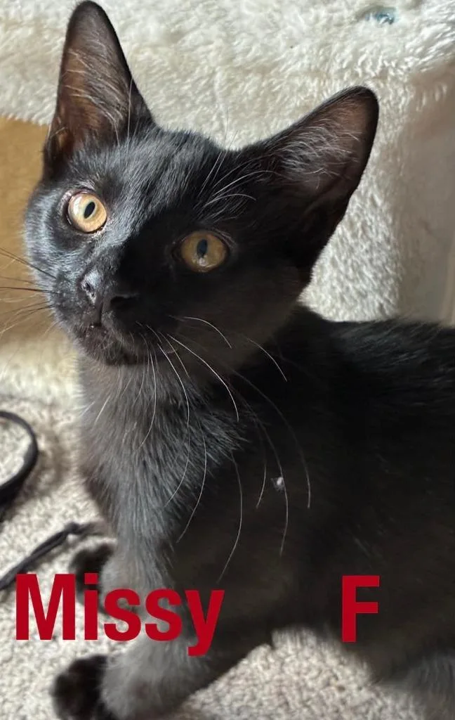 A baby small-sized female Domestic Short Hair cat named Missy for adoption in Darien, GA