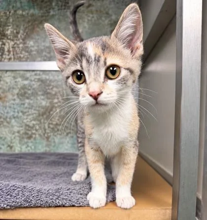 A baby small-sized female Domestic Short Hair cat named Noodle for adoption in Paducah, KY