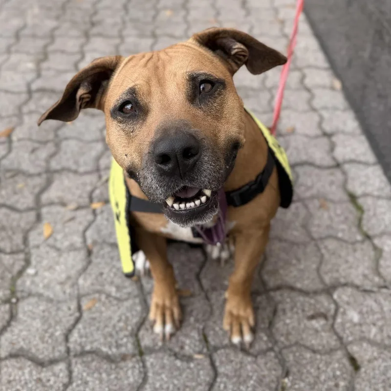 An adult medium-sized female Brown / Chocolate Boxer dog named Matilda for adoption in Webster, TX