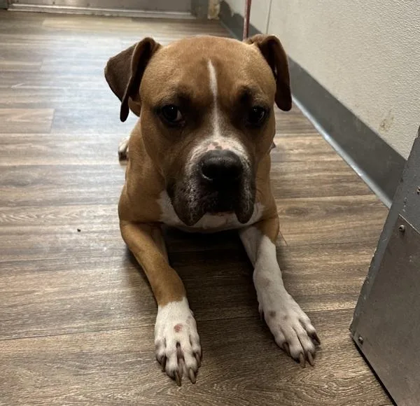 An adult large-sized male Pit Bull Terrier dog named Bodie for adoption in San Diego, CA