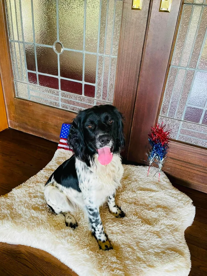 A young medium-sized male White / Cream Munsterlander dog named Reggie for adoption in Boerne, TX