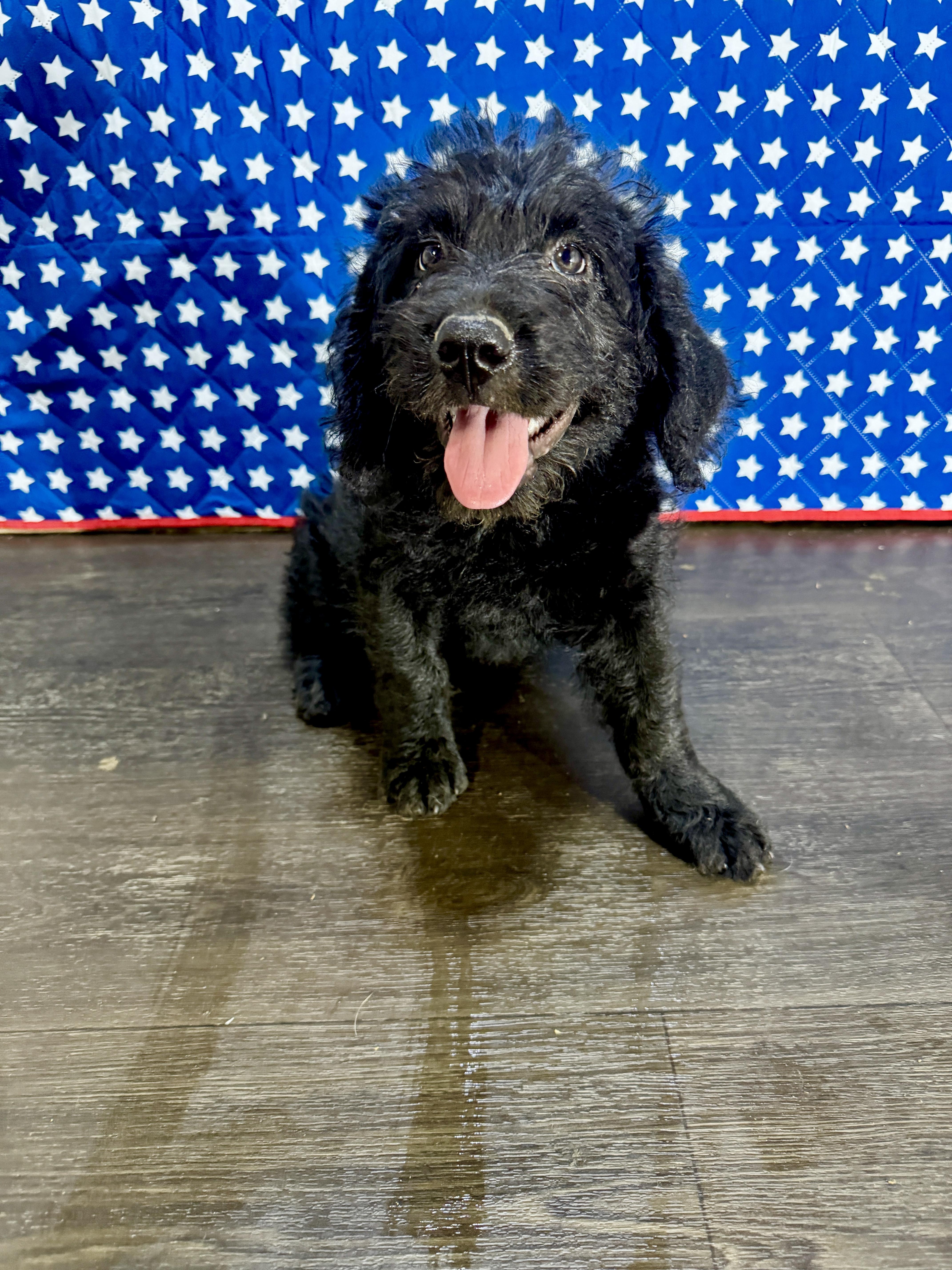 A baby medium-sized female Black Labradoodle dog named Monroe for adoption in Hartford, KY