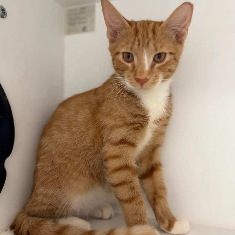 A baby small-sized male Orange / Red Domestic Short Hair cat named Stew for adoption in Port Richey, FL