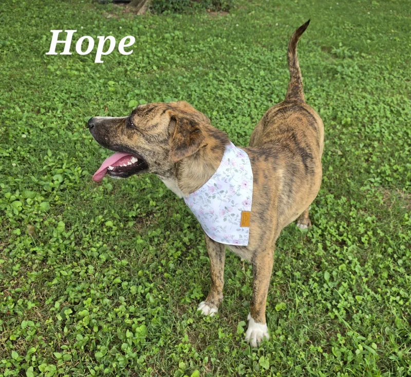A young medium-sized female Brindle Boxer dog named Hope for adoption in Medfield, MA