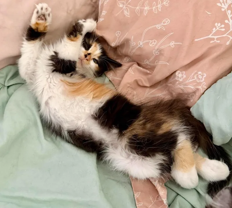 A baby medium-sized female Domestic Long Hair cat named Dahlia for adoption in Salt Lake City, UT