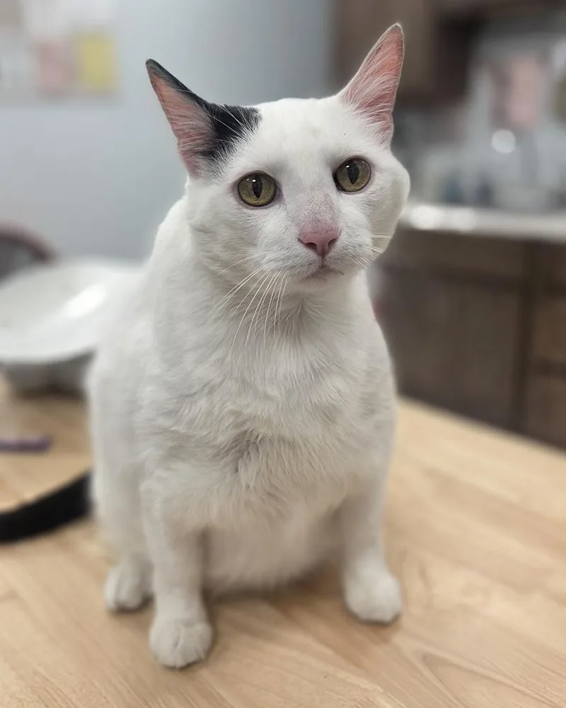 A young medium-sized male Domestic Short Hair cat named Walter White for adoption in New Orleans, LA