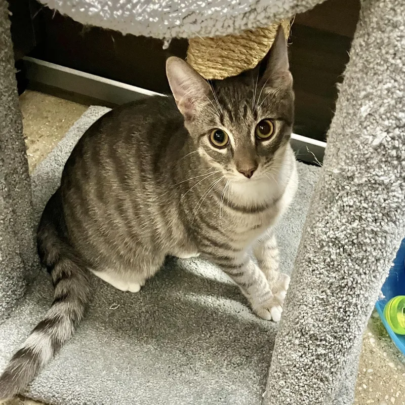 A baby medium-sized male Tabby (Gray / Blue / Silver) Domestic Short Hair cat named Ford for adoption in Wantagh, NY