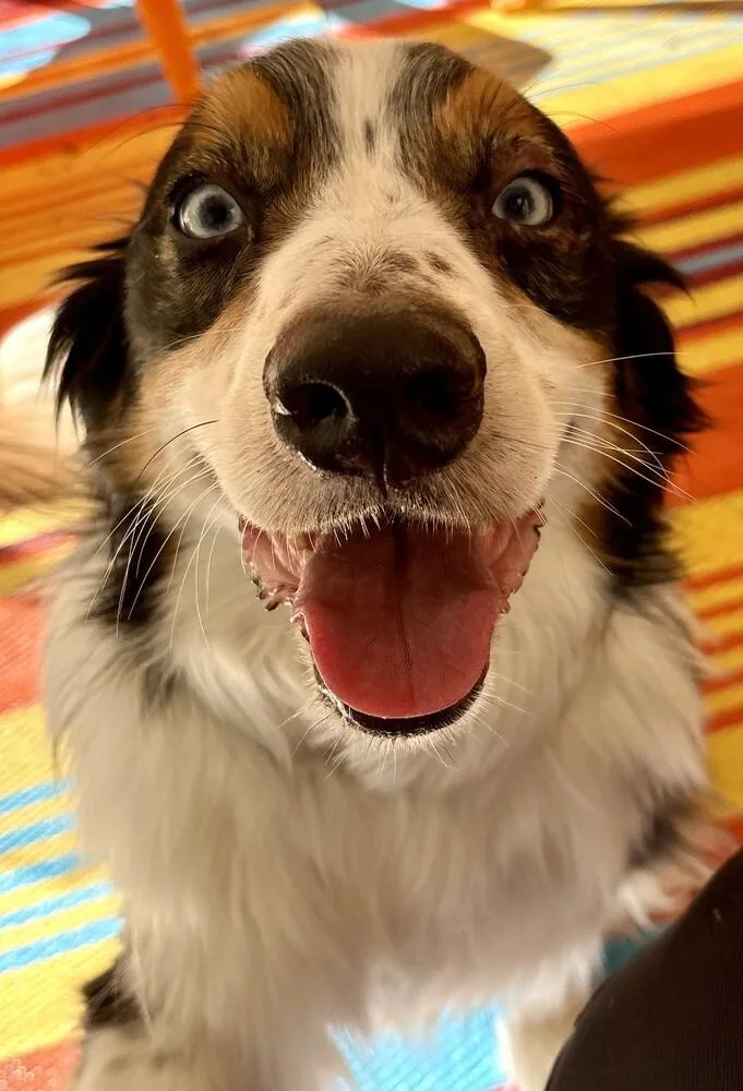 Finley thumbnail 4