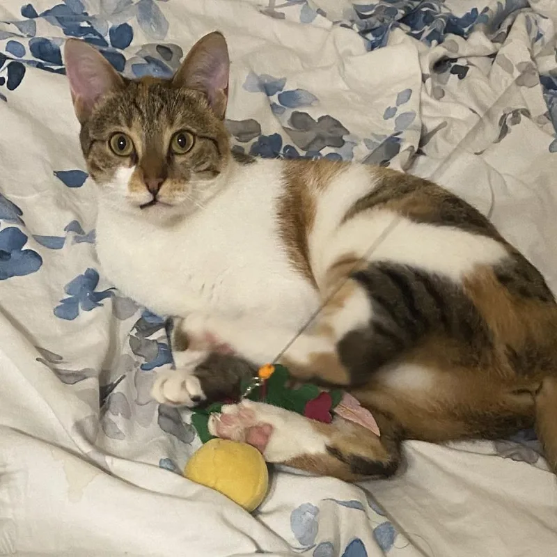 A young small-sized female Torbie Domestic Short Hair cat named S'mores for adoption in Fairfax, VA