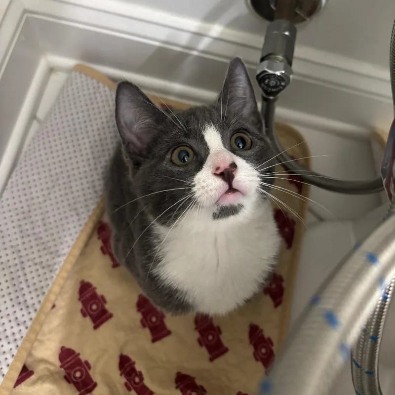 A baby small-sized male Gray / Blue / Silver Domestic Short Hair cat named Birk N. Stock for adoption in Medford, NJ