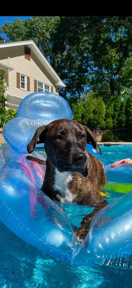 An adult medium-sized male Brindle Plott Hound dog named Lucas for adoption in Eatontown, NJ