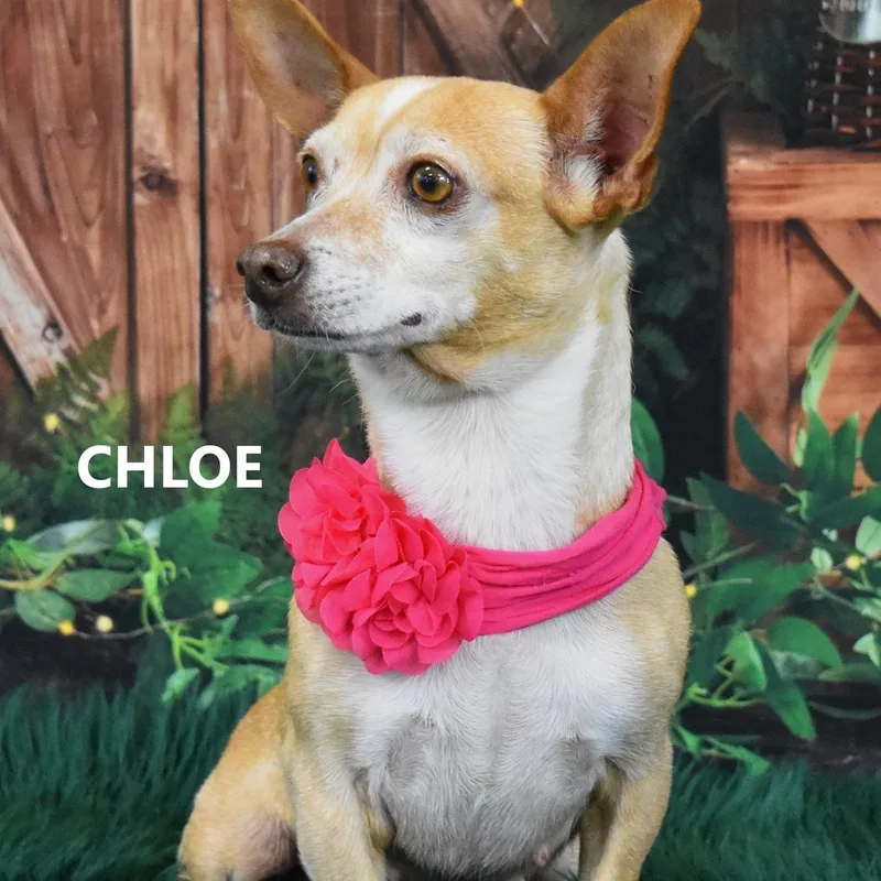An adult small-sized female Apricot / Beige Chihuahua dog named Chloe R for adoption in Marana, AZ