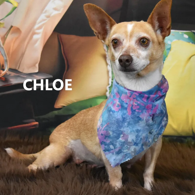 Chloe R thumbnail 2