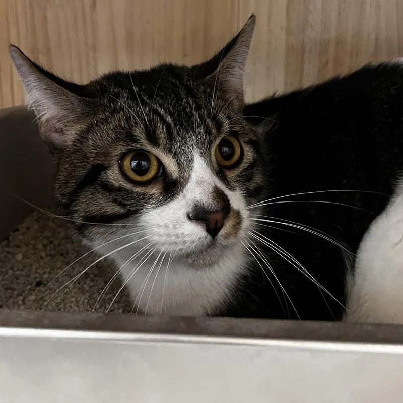 An adult medium-sized male Gray / Blue / Silver Domestic Short Hair cat named Oreo for adoption in Yucca Valley, CA