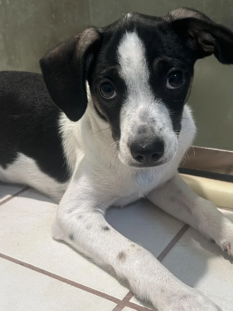 A baby small-sized male Tricolor (Brown, Black, & White) Chihuahua dog named Tux for adoption in El Cajon, CA
