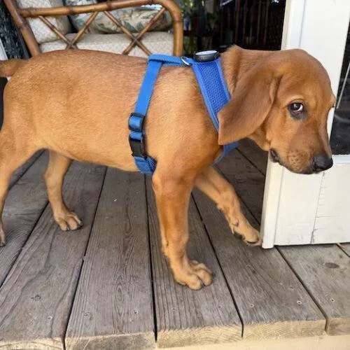 A baby small-sized male Labrador Retriever dog named Buckeye for adoption in San Juan Capistrano, CA