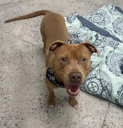 An adult large-sized male Mixed Breed dog named Crimson for adoption in West Chester, PA
