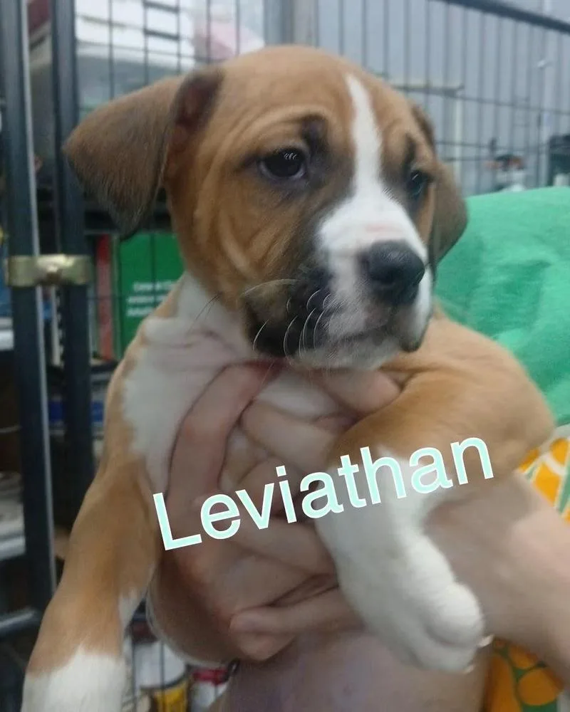 A baby medium-sized male Tricolor (Brown, Black, & White) Mixed Breed dog named Leviathan for adoption in Evansville, IN
