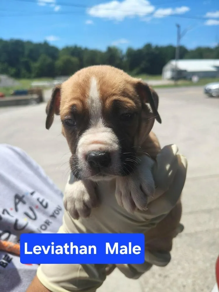 Leviathan thumbnail 2