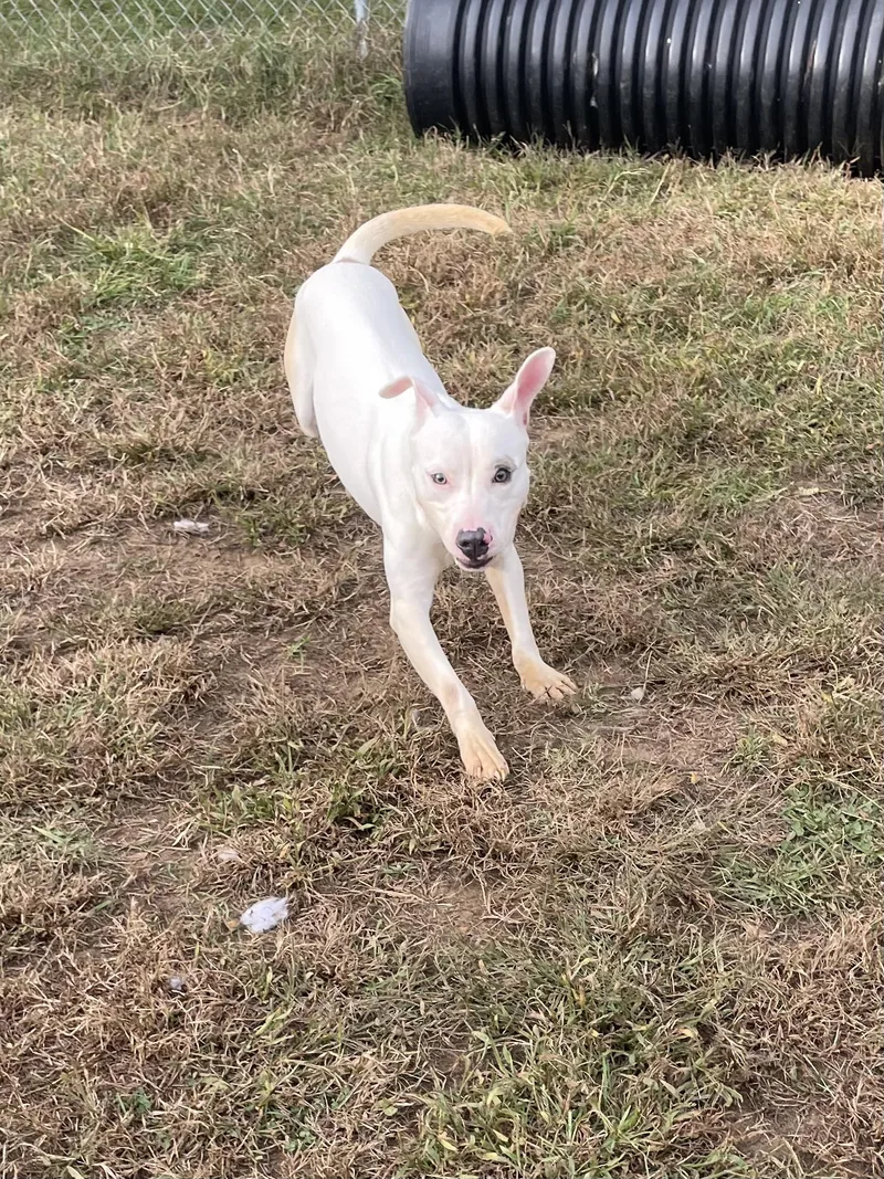 A young medium-sized male White / Cream Mixed Breed dog named Louie for adoption in Mishawaka, IN