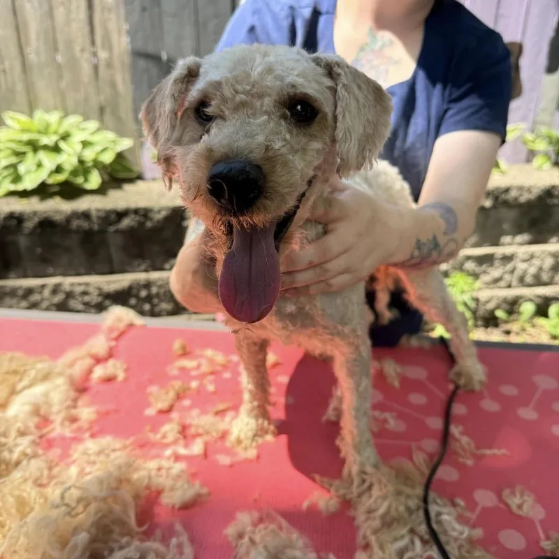 An adult small-sized male Yellow / Tan / Blond / Fawn Miniature Poodle dog named Pickle for adoption in Madison, WI