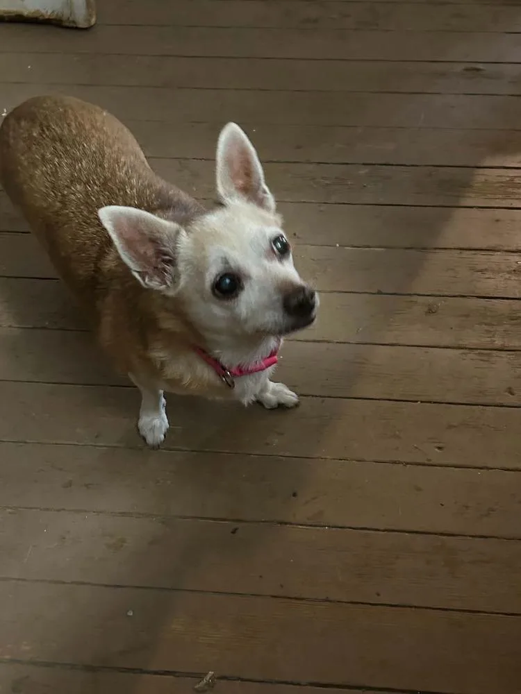 Daisy Elise thumbnail 4