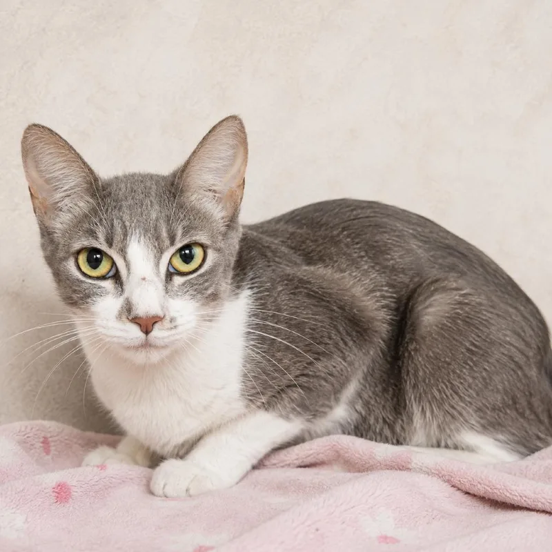 A young medium-sized female Domestic Medium Hair cat named Susan for adoption in Los Angeles, CA