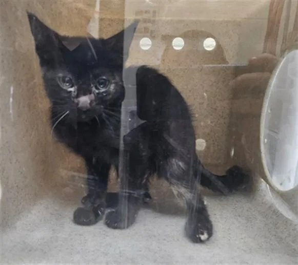 A baby small-sized female Domestic Short Hair cat named Ash for adoption in Santa Fe, NM
