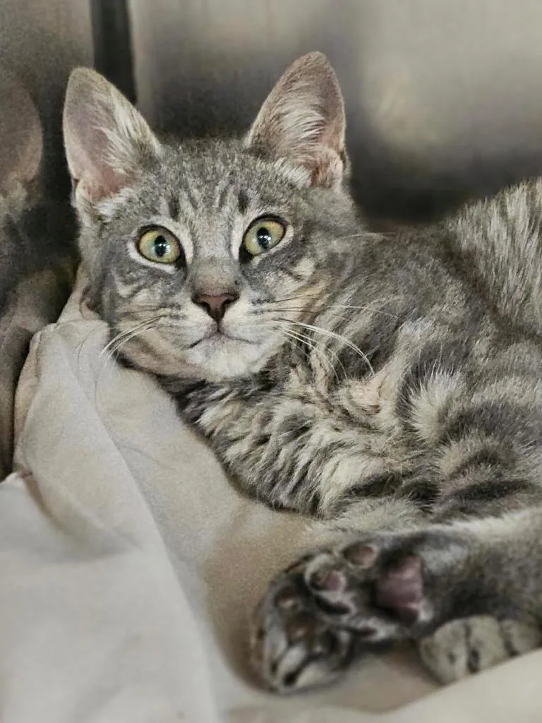 A baby medium-sized male Domestic Short Hair cat named Scoots for adoption in Pomona, NY