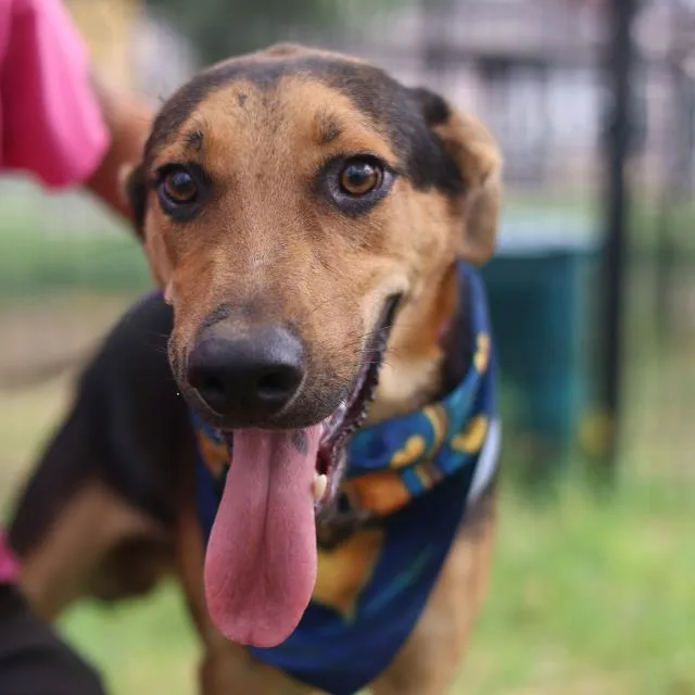 A young medium-sized male German Shepherd Dog dog named River for adoption in San Antonio, TX